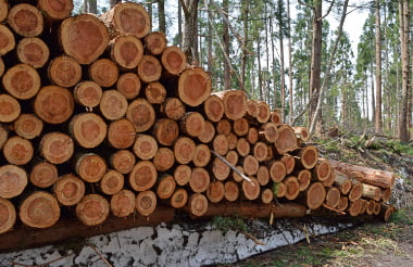 Forestry